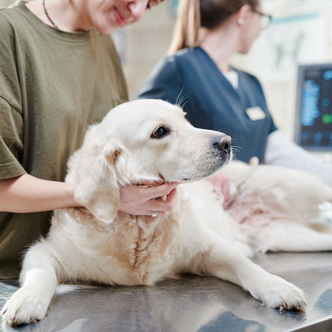 a dog being ultrasound by a vet