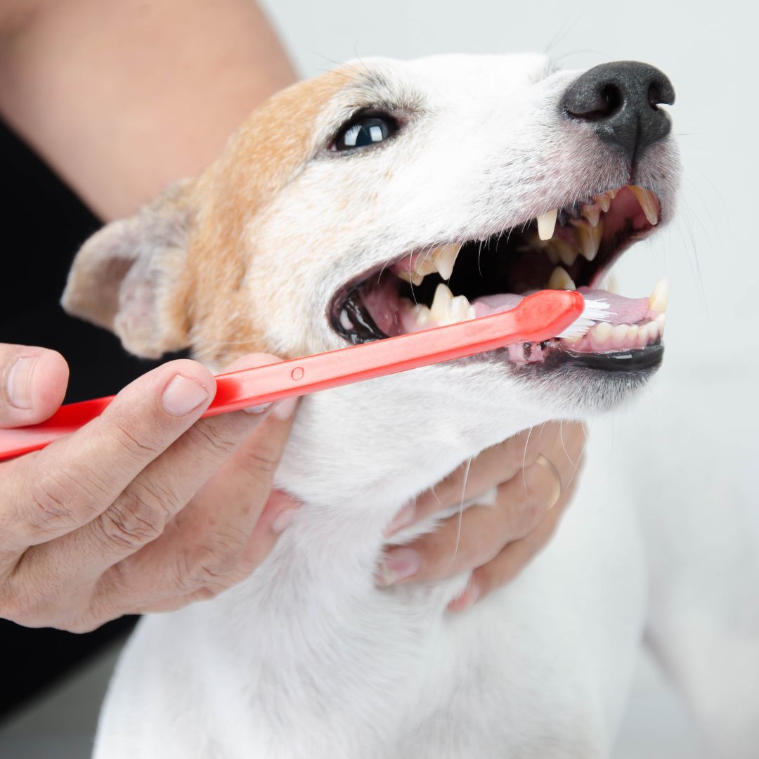 a vet brushing the teeth of a dog