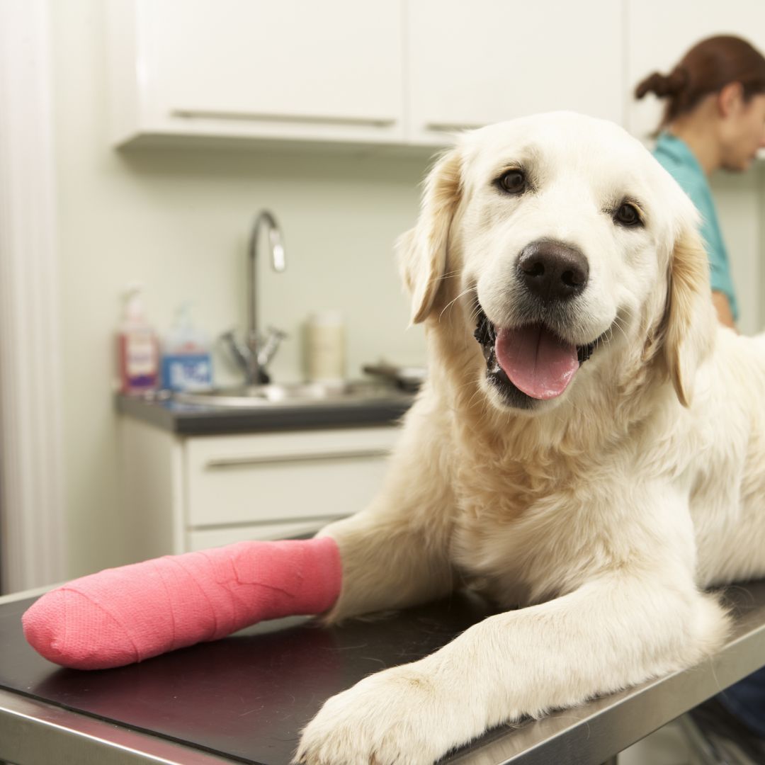 a dog with a cast on its leg