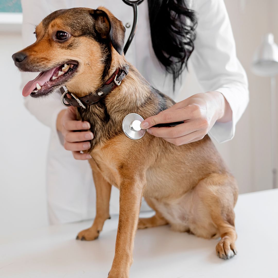 a dog is being examined by a vet