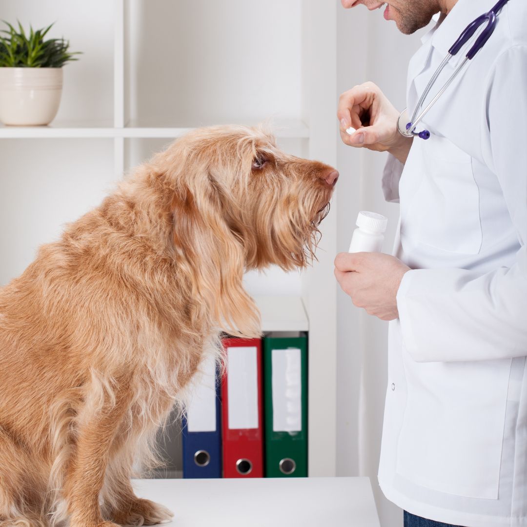 Vet giving medicine to dog