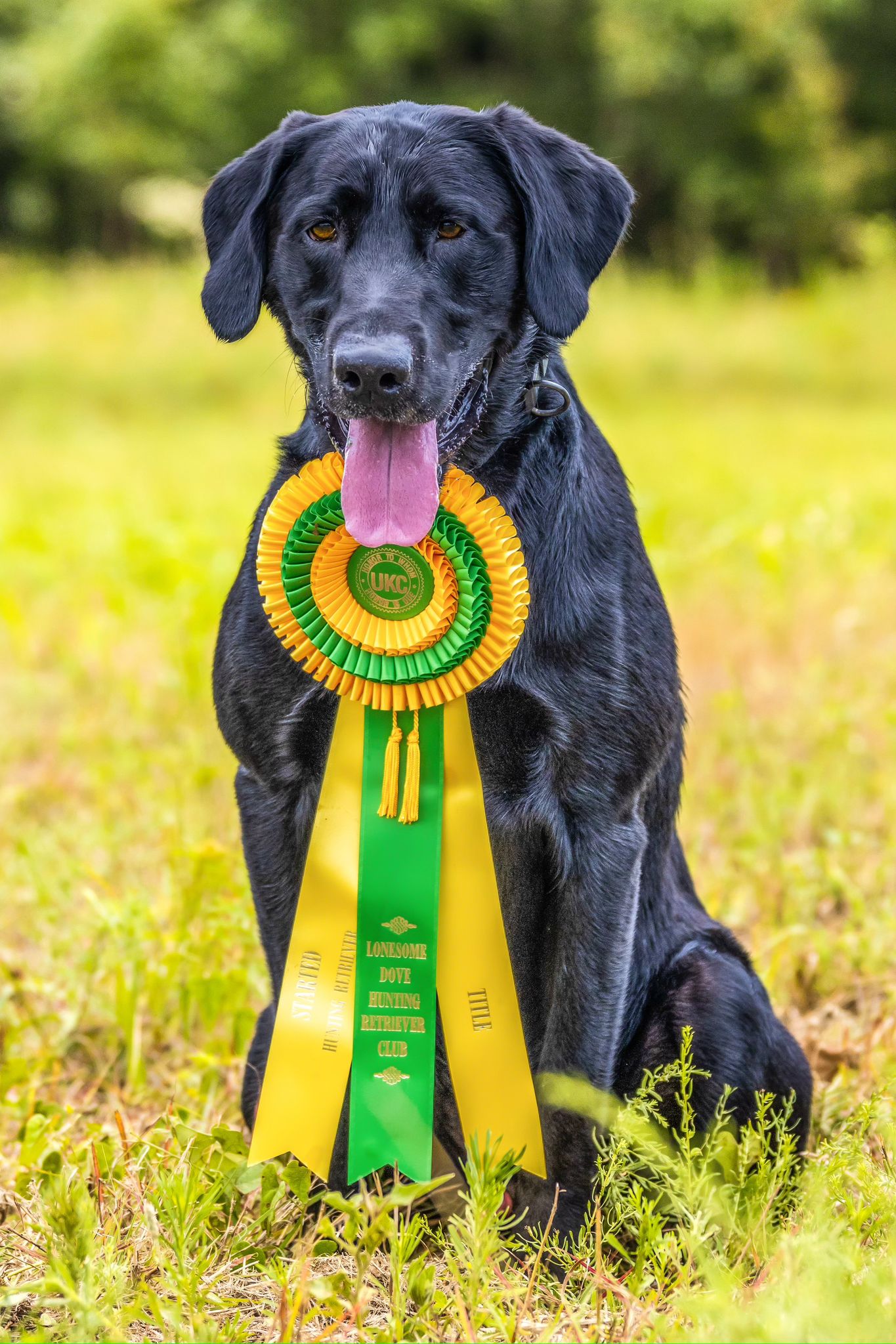 a dog with a ribbon around its neck