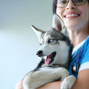 a vet holding a dog