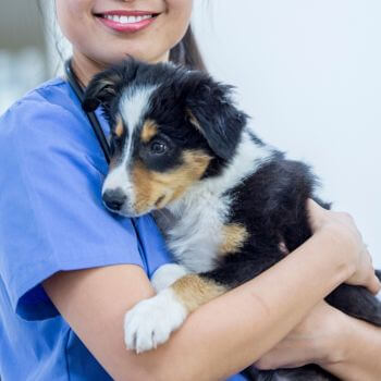 a veterinarian holding a dog