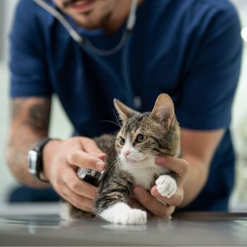 a cat is being examined by a vet