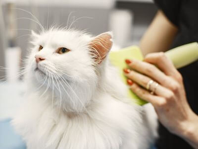 a white cat being groomed by a vet