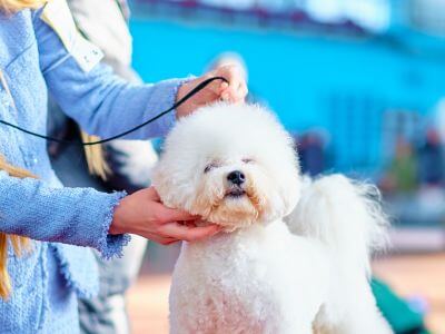 hair dressing of white dog