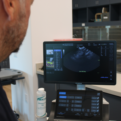 ultrasound (2) a dog on a table