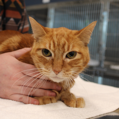 a dog is being examined by a vet