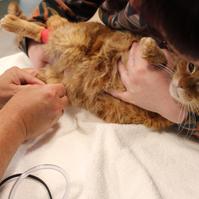 a dog is being examined by a vet