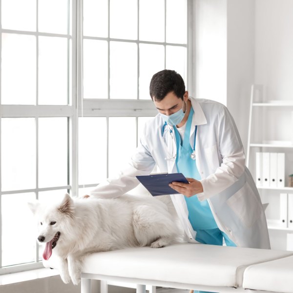 new pet wellness exams img1 (2) Veterinarian examining a white dog on a table during a wellness check at a bright clinic